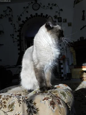 Ragdoll ke krytí